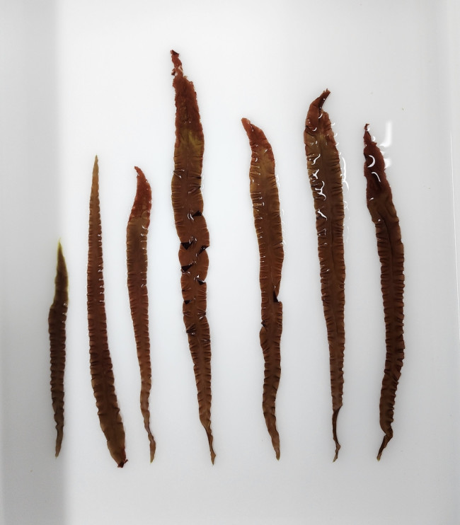 전남도 개발 김 '햇바디1호', 위판가 최고액 경신