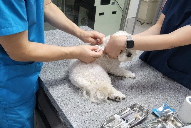 광주광역시, 설 연휴 반려동물 응급진료 운영